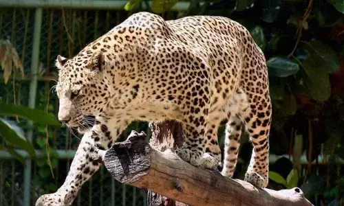 Leopard spotted near Mokalimitta at Tirumala