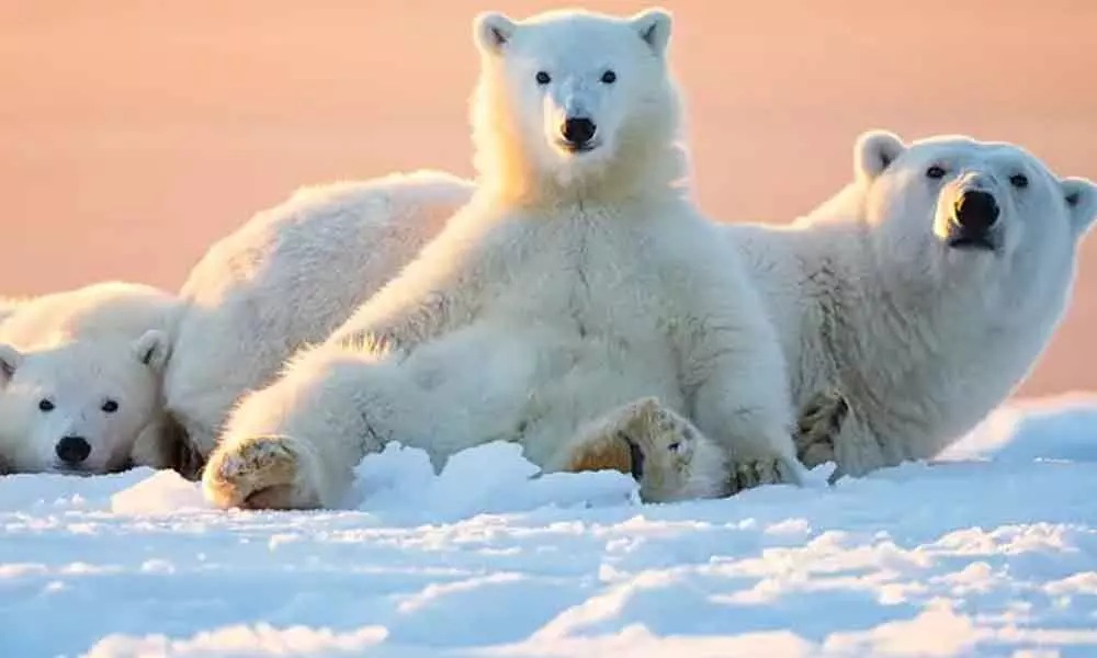 Today is: International Polar Bear Day