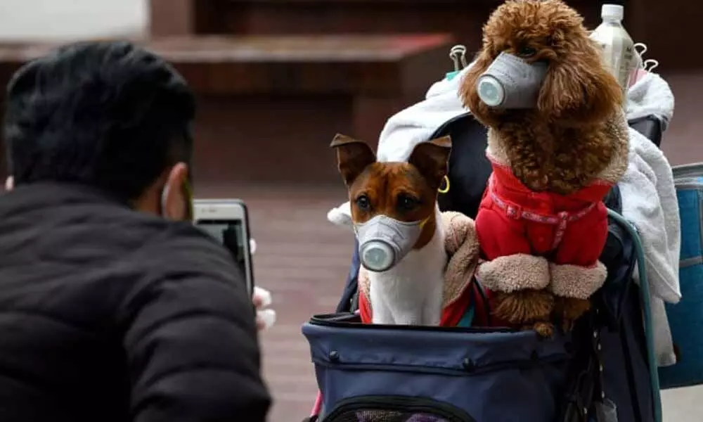 A Pet dog of a Coronavirus patient in Hong Kong  tested weak positive for COVID-19