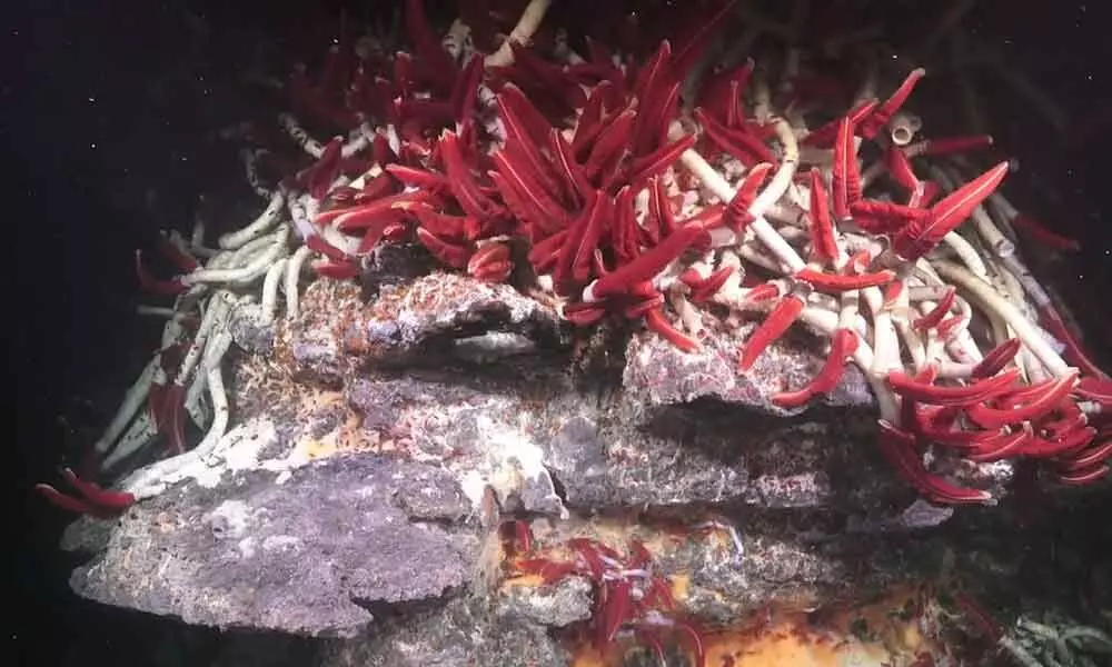 Deep sea coral gardens discovered in mysterious canyons