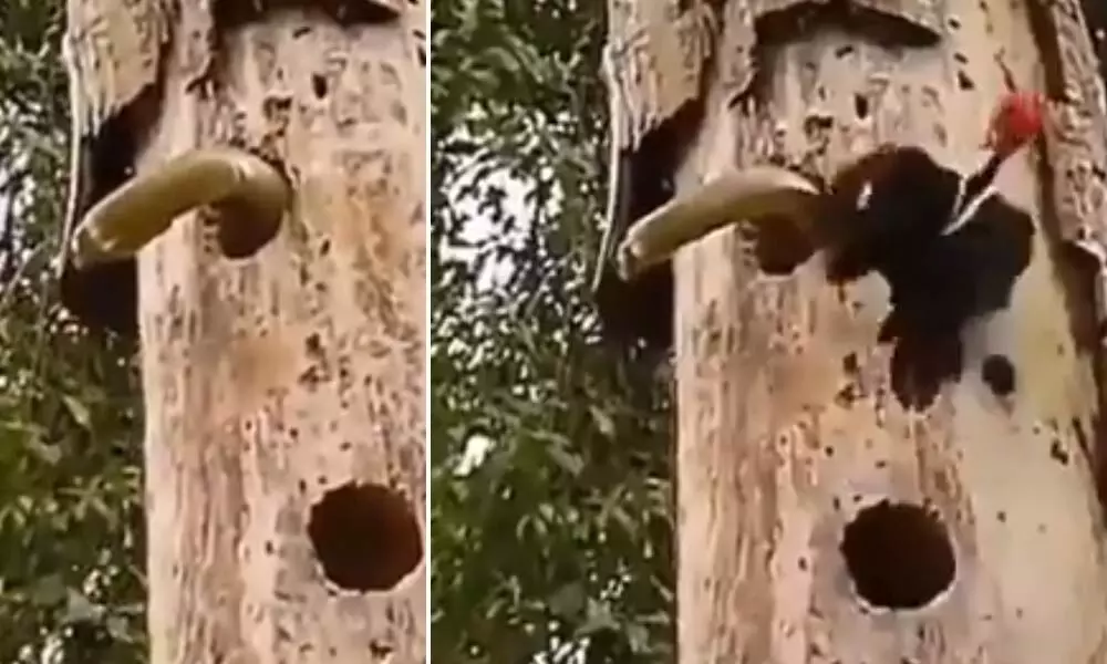 Viral Video: A mother woodpecker fighting snake to save its babies. Netizens heart cant stop