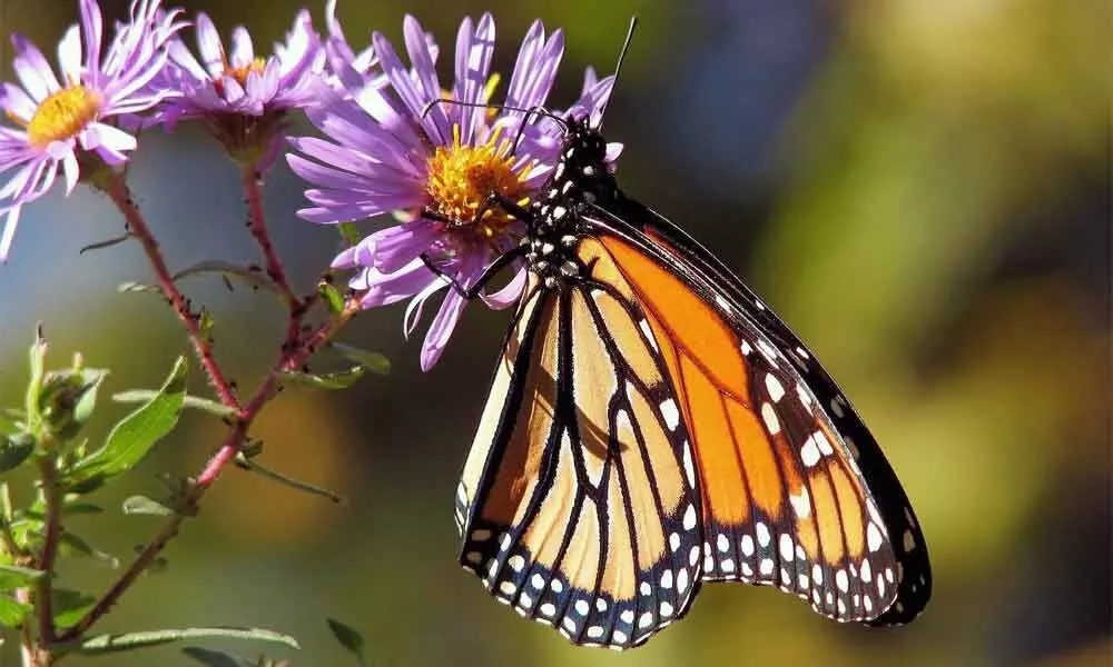Male-killing bacteria linked to monarch butterfly colour changes: Study