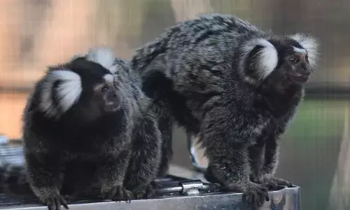 Visakhapatnam: Common marmoset monkeys released in enclosure at zoo
