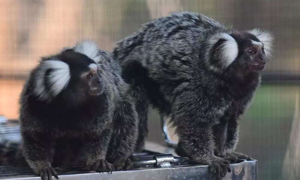 Visakhapatnam: Common marmoset monkeys released in enclosure at zoo