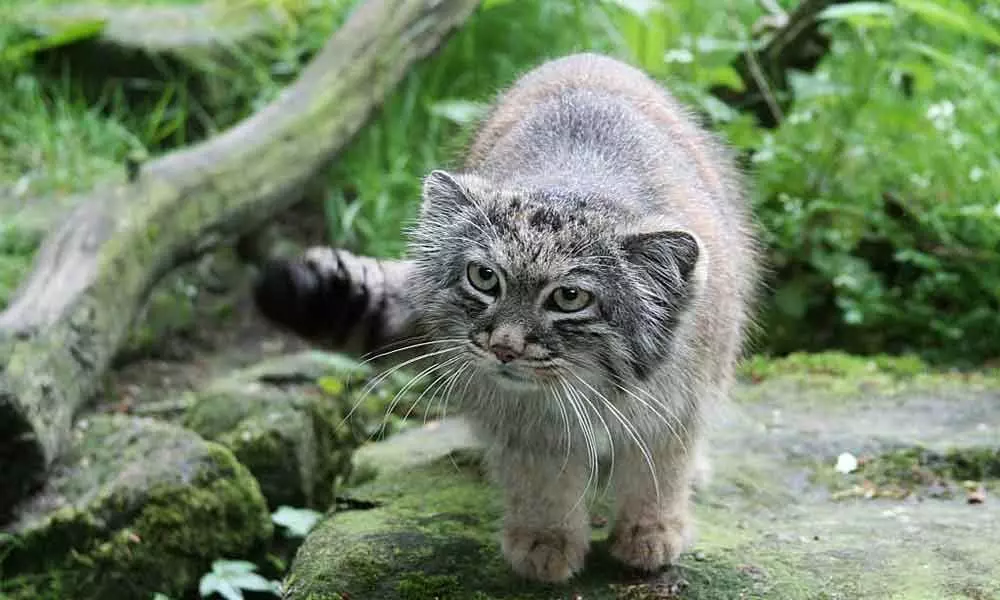 India needs to secure Pallas cats