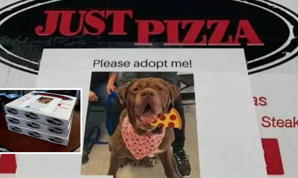 Adorable Dogs Photos on Food Boxes of New York Pizza Chain: A Step to Promote Adoption