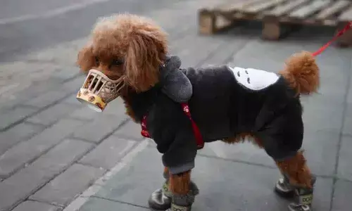 Pet dog infected with COVID-19, Hong Kong authorities confirm