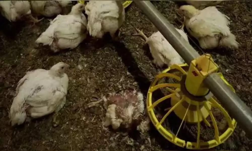 14,000 chickens die of Ranikhet disease in Warangal