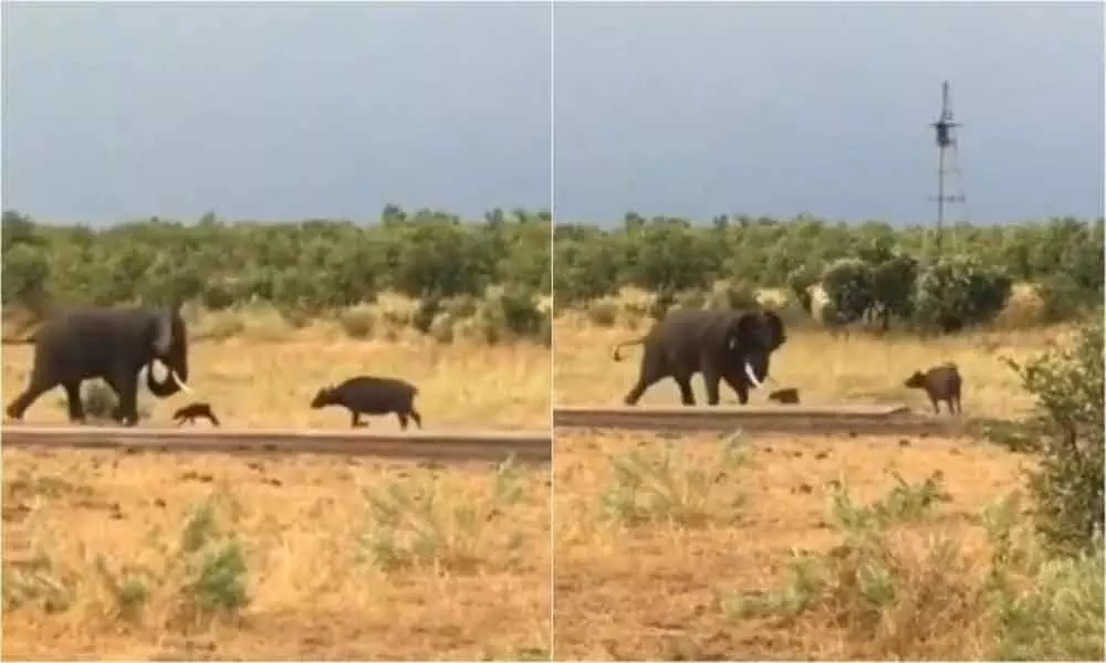 Viral Video: A giant elephant dodging attack by a baby buffalo. Internet loved it