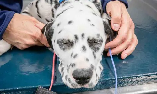 Dogs too can experience hearing loss