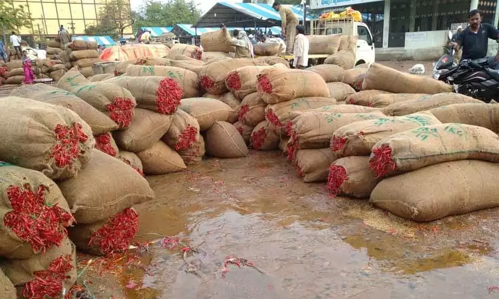 Khammam : Untimely rain brings tears to chilli farmers
