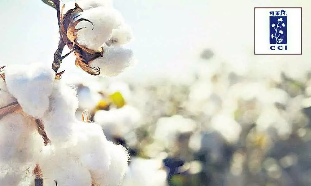 Guntur: Cotton Corporation of India likely to close down cotton purchase centers