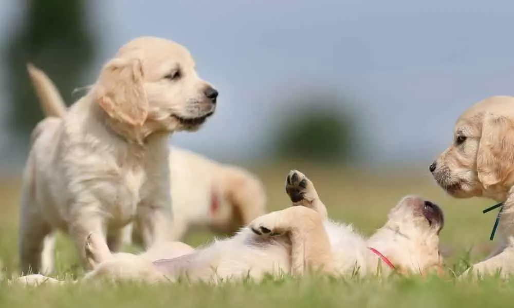 Unwanted behaviour common in dogs, varies between breeds: Study