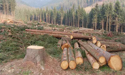 Deforestation for coffee production ups malaria risk