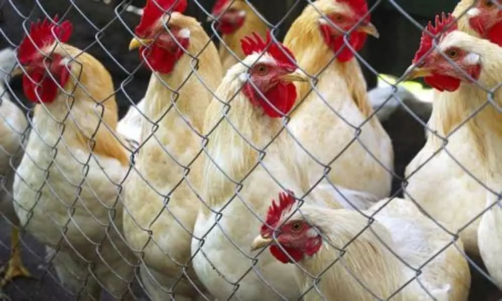 Chicken price dropped in Telangana due to Covid-19 effect