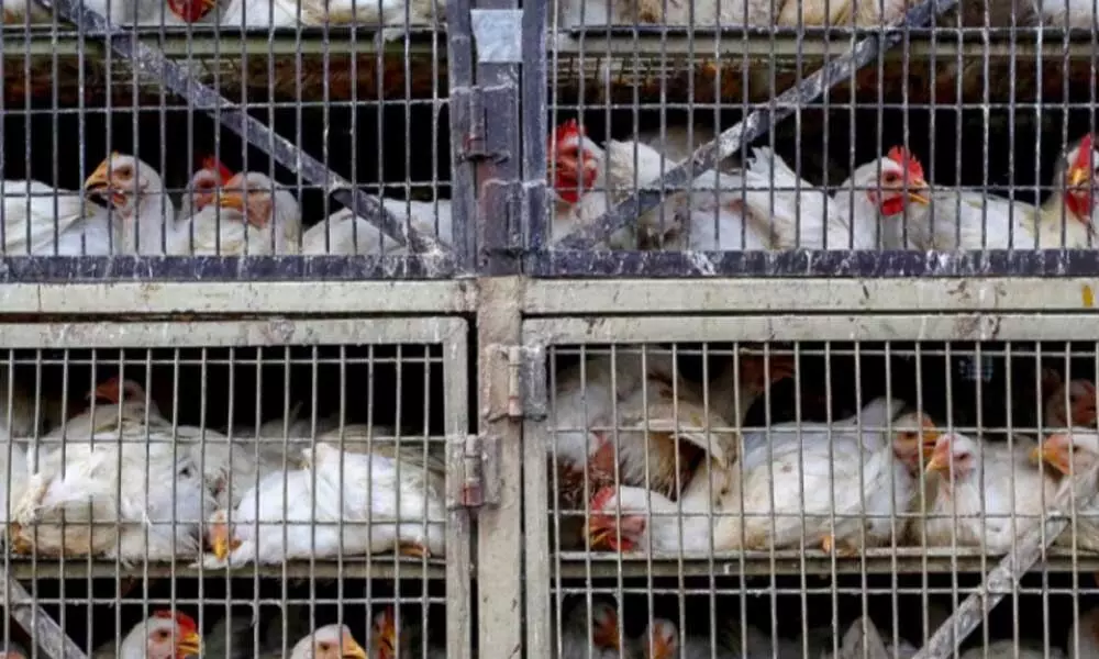 Chicken sales decline by 35 per cent as government battles speculation on coronavirus
