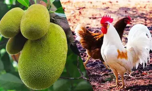 Why this vegetable is selling at a price higher than chicken