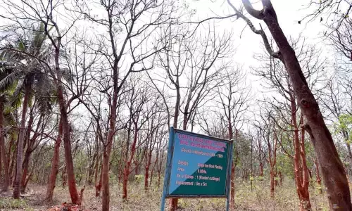 Rajamahendravaram: Tella Poniki to address wood shortage woes of Kondapalli toymakers