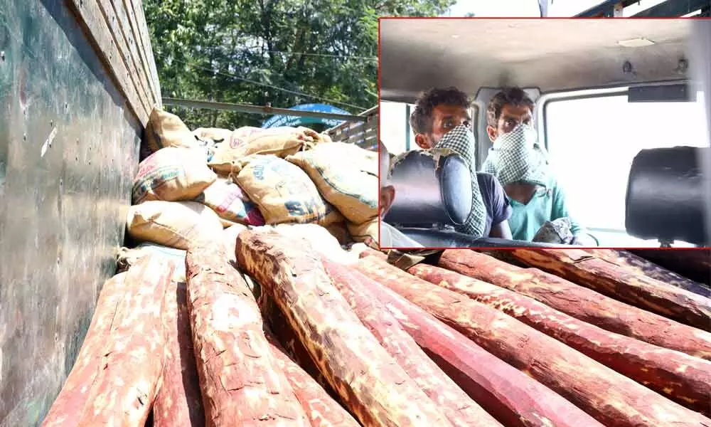 Tirupati: Task Force personnel arrest two, recover 52 red sander logs