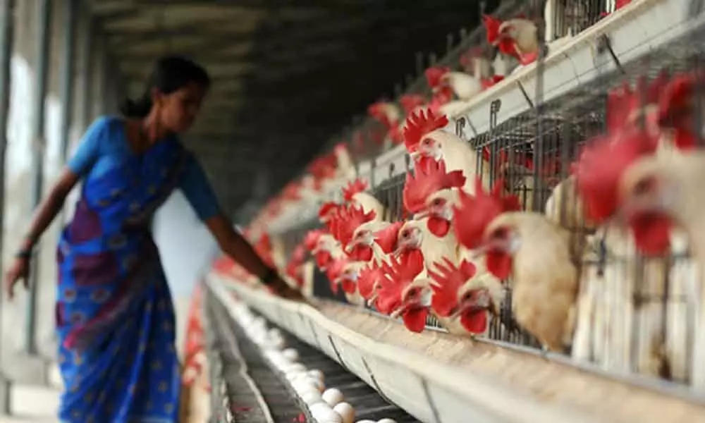Chicken prices dip in Telangana due to coronavirus scare