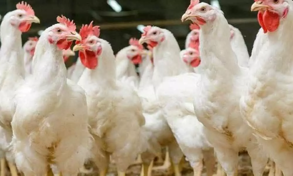 Anantapur: Poultry industry worst hit due to rumors on coronavirus