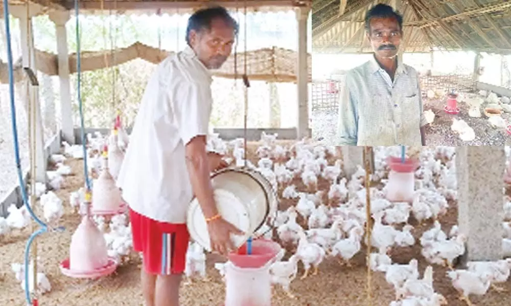 Ongole: Poultry workers stare at gloom