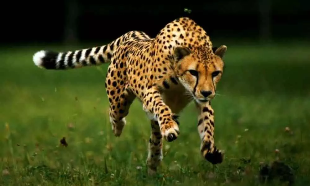 Hyderabad: CCMB scientists rekindle hopes of cheetah revival