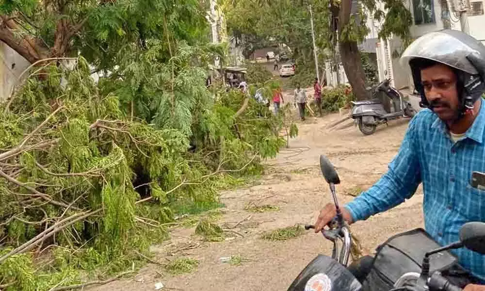 Hyderabad: Trees chopped in Jubilee Hills