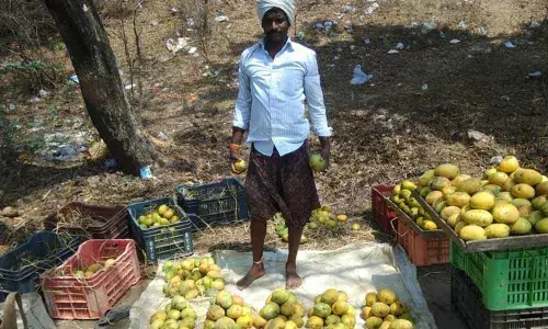 Kakinada: Bypass road junction turns mango zone