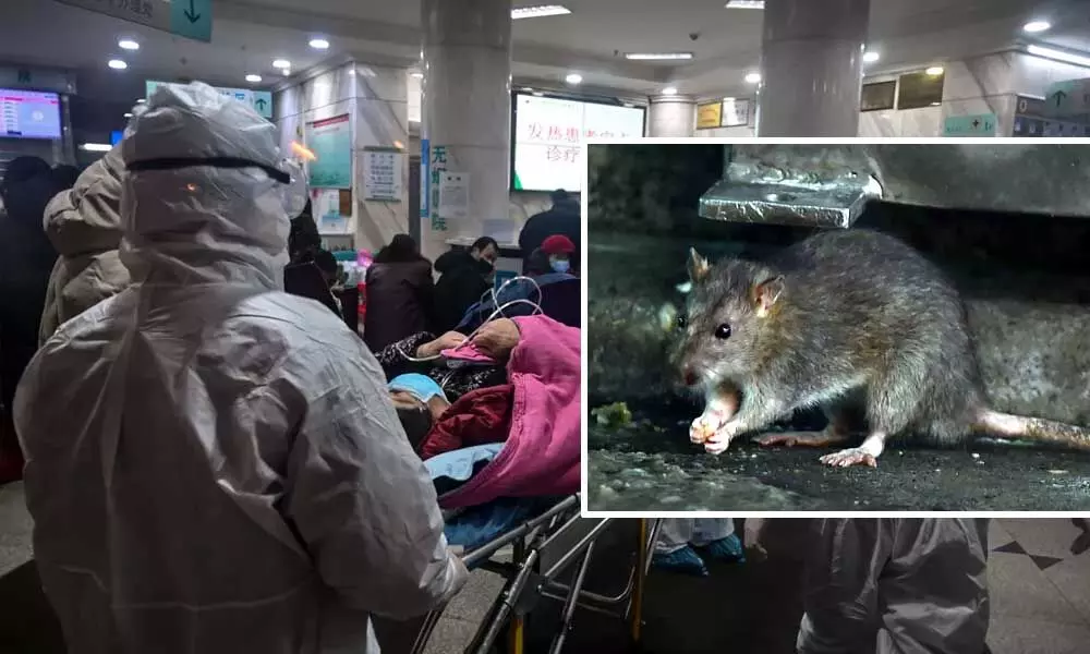 After Coronavirus, hantavirus surfaces in China, one reported dead