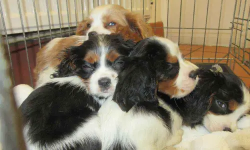 Hyderabad: Shut down illegal meat, pet markets, urges HSI