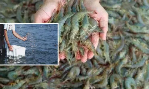 Fish feed ordinance to help aqua farmers