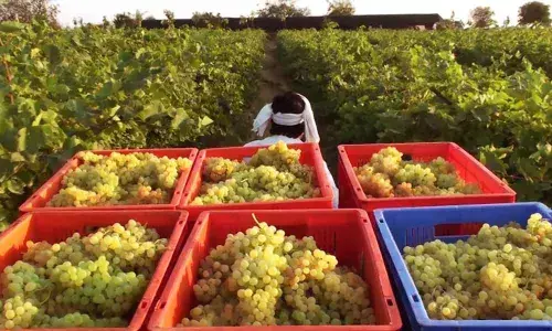 Anantapur: Horticulture faces ruin as corona scare hits exports hard