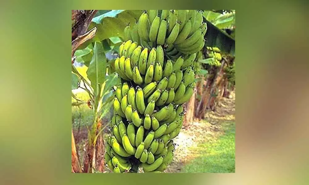 Kadapa: Banana farmers badly hit due to coronavirus
