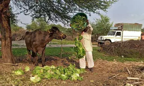 Farmers feed broccoli, strawberries to cattle , thanks to the lockdown