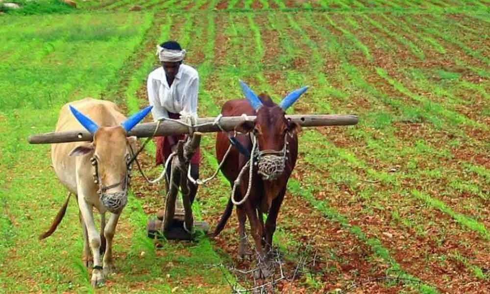 Kadapa Paddy farmers seek Minimum Support Price; urge government to set up purchase centres