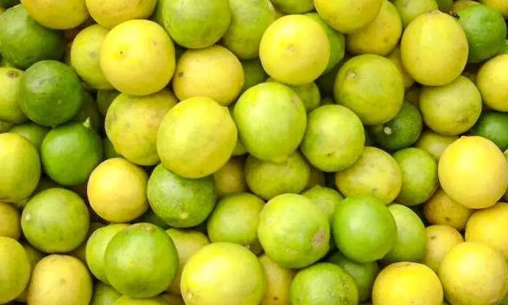 Nellore: Lemon farmers stare at 100 cr losses despite bountiful crop
