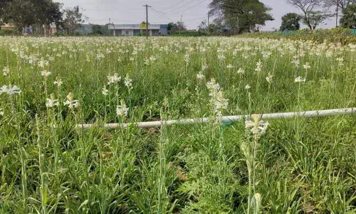 Warangal: Wilting flowers leave farmers high and dry