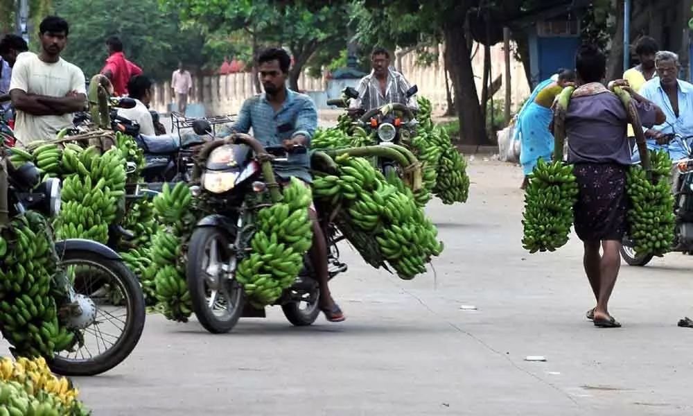 Rajamahendravaram: Banana farmers stare at bleak future
