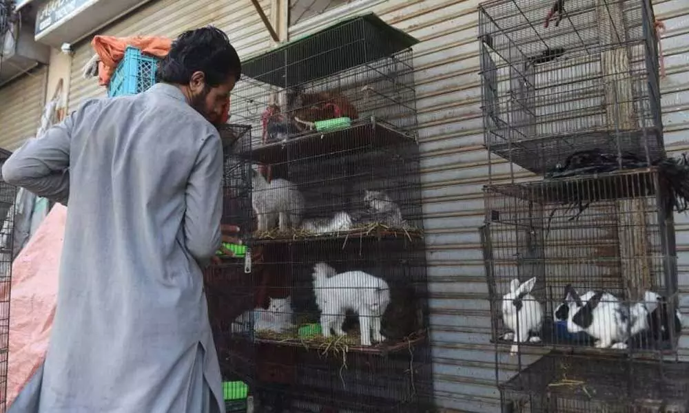 Coronavirus lockdown impact: Hundreds of abandoned animals die at Pakistan pet markets