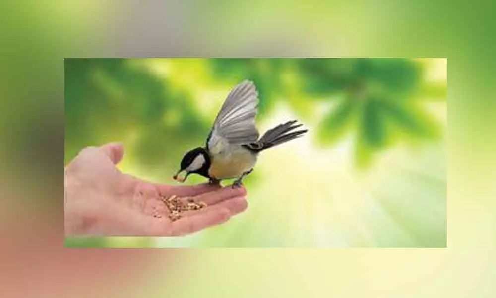 Hyderabad: Kind-hearted keep birds, animals alive