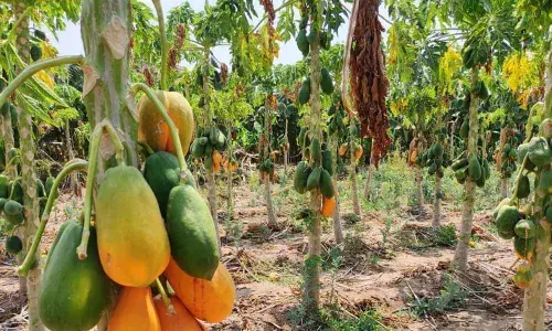 Ongole: Lockdown extension talk spooks farmers