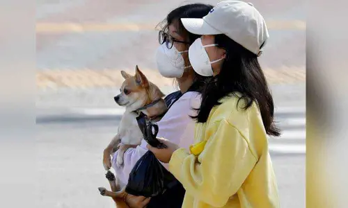 Cats, dogs spread only love, not virus