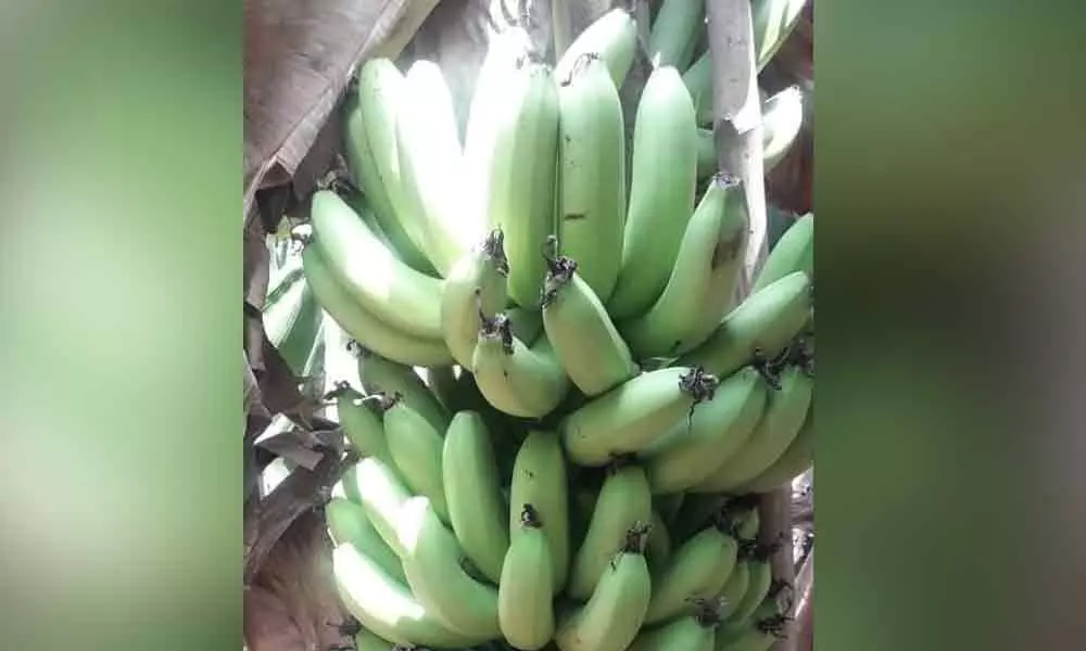Guntur: Slump in prices of banana hits farmers