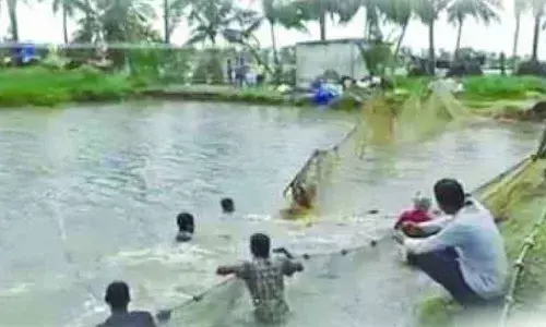 Rajamahendravaram: Direct buying helps East Godavari shrimp farmers