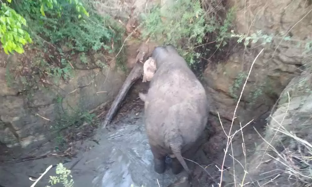 Elephant falls into an unused well in Chittoor, rescue operations are on
