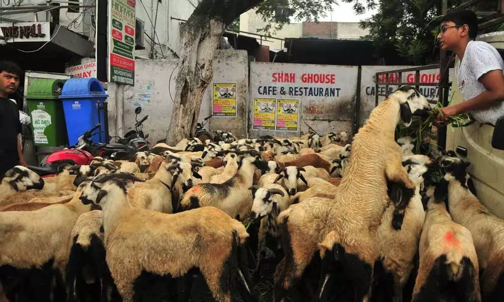 Hyderabad: Mutton prices set to hit the roof soon