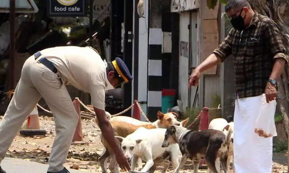 Goa lifeguards feed hungry stray dogs