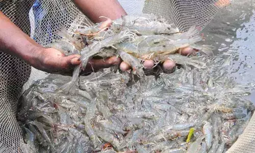 Pisciculture, aqua farmers in Telangana, AP exempted from lockdown