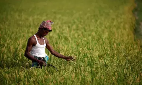 Kakinada: Farmers facing serious labour crunch in wake of lockdown